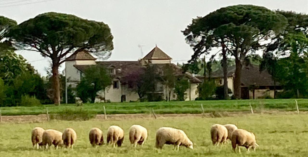 Domaine De Menerque - Petit Chateau Avec Piscine Lisle-sur-Tarn エクステリア 写真